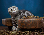 Кошки в Барнауле: Котик-фолд Вилли🤎 Мальчик, Бесплатно - фото 1