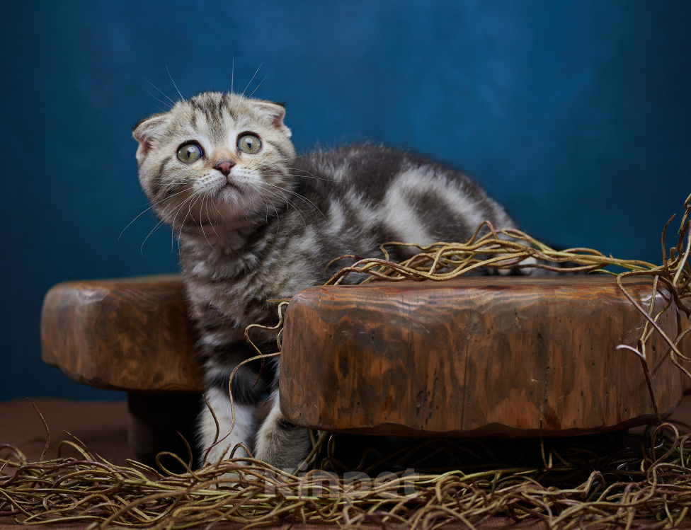 Кошки в Барнауле: Котик-фолд Вилли🤎 Мальчик, Бесплатно - фото 1