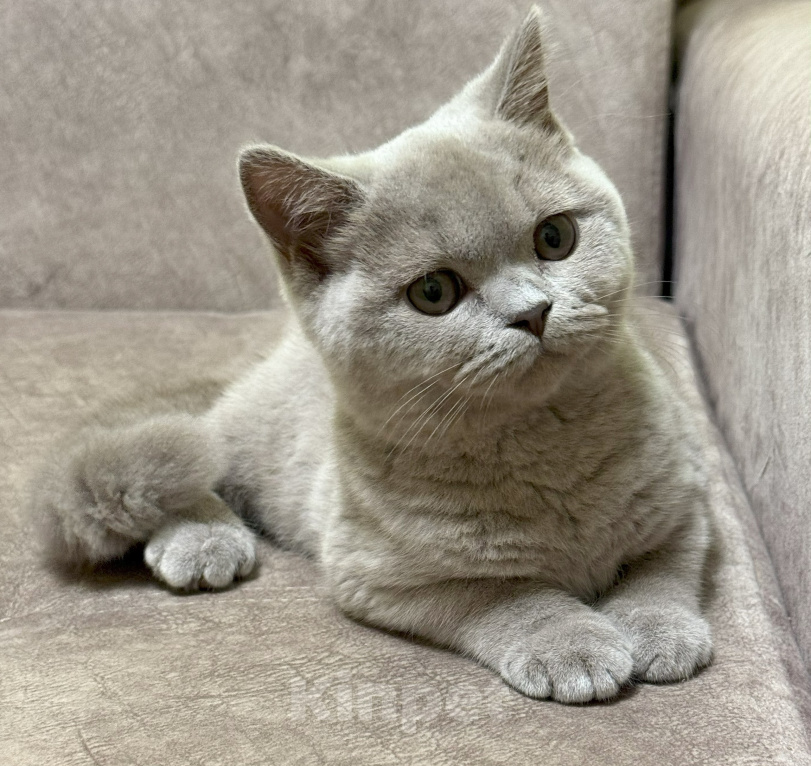 Кошки в Красноярске: Питомник британских котят Девочка, 30 000 руб. - фото 5