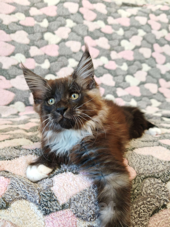 Кошки в Москве: Мохнатое озорство Мальчик, 25 000 руб. - фото 2