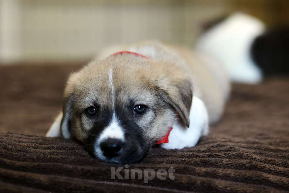 Собаки в Красногорске: Щенок Линда 1,5 месяца ищет дом  Девочка, Бесплатно - фото 3