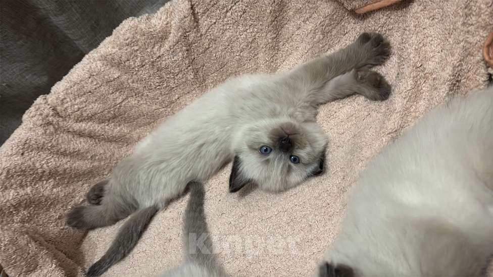 Кошки в Москве: Невские маскарадные котята Мальчик, 22 000 руб. - фото 1