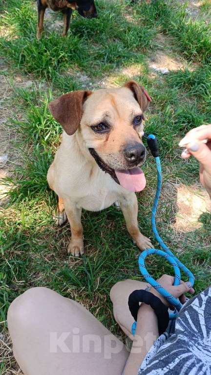 Собаки в других городах Краснодарского края: Метис лабрадора и стаффа в дар с доставкой Мальчик, Бесплатно - фото 7