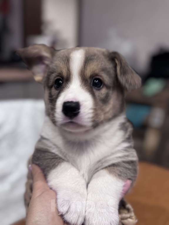 Собаки в Курске: Вельш корги кардиган  Мальчик, 60 000 руб. - фото 3