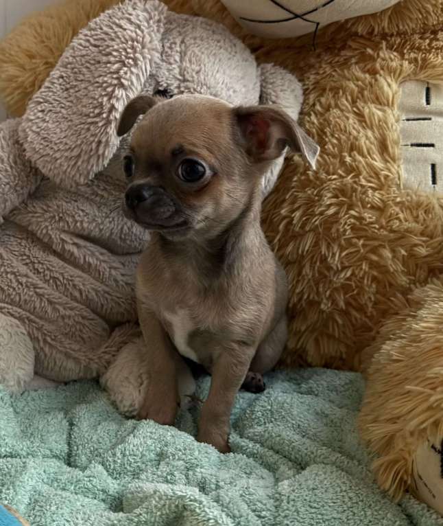 Собаки в Томске: Щенок чихуахуа мальчик г/ш Мальчик, 35 000 руб. - фото 7