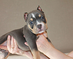 Собаки в Фрязино: Щенок Американский булли Девочка, 100 000 руб. - фото 1