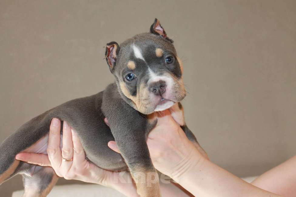 Собаки в Фрязино: Щенок Американский булли Девочка, 100 000 руб. - фото 1
