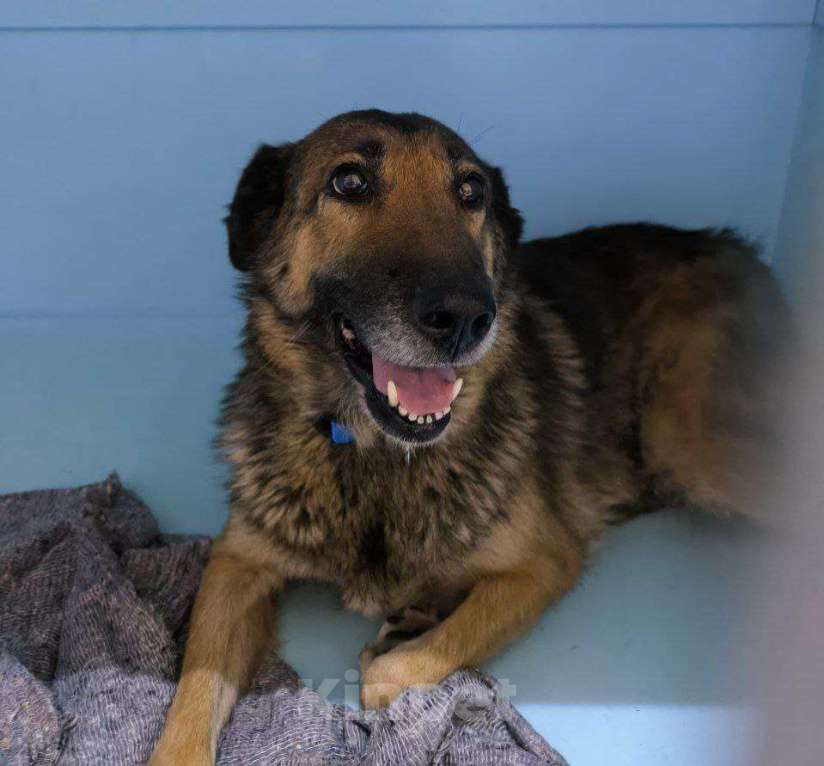 Собаки в Москве: Нежная бывшедомашняя собака пойдет на улицу Девочка, Бесплатно - фото 2