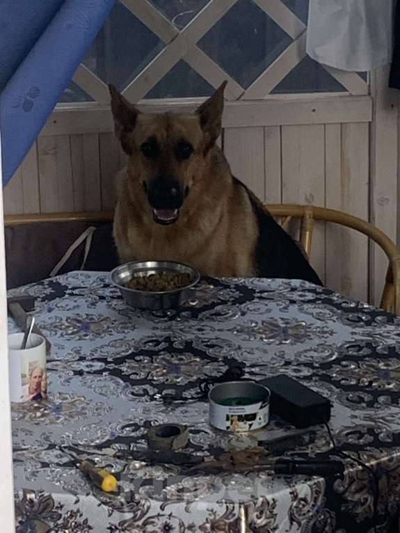 Собаки в Дмитрове: Продаются щенки восточноевропейская овчарки Девочка, Бесплатно - фото 9