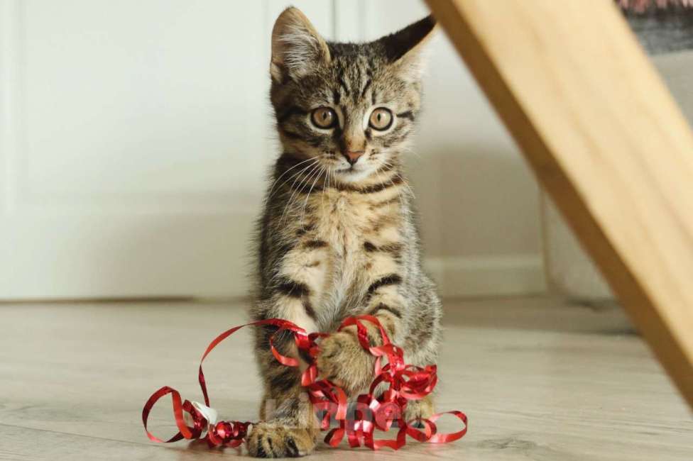 Кошки в Москве: Бесхвостый котёнок Кевин в добрые руки Мальчик, 1 руб. - фото 3