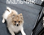 Собаки в Краснодаре: Мальчик 2  Мальчик, 20 000 руб. - фото 1