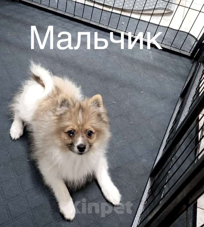 Собаки в Краснодаре: Мальчик 2  Мальчик, 20 000 руб. - фото 1