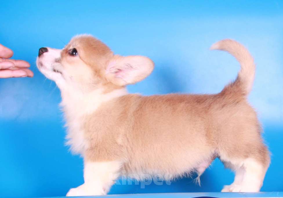 Собаки в Москве: вельш корги пемброк щенок от чемпиона Мальчик, 80 000 руб. - фото 10