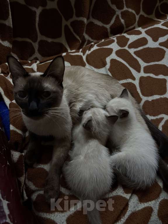 Кошки в Перми: Тайские котята Разнополые, 2 500 руб. - фото 2