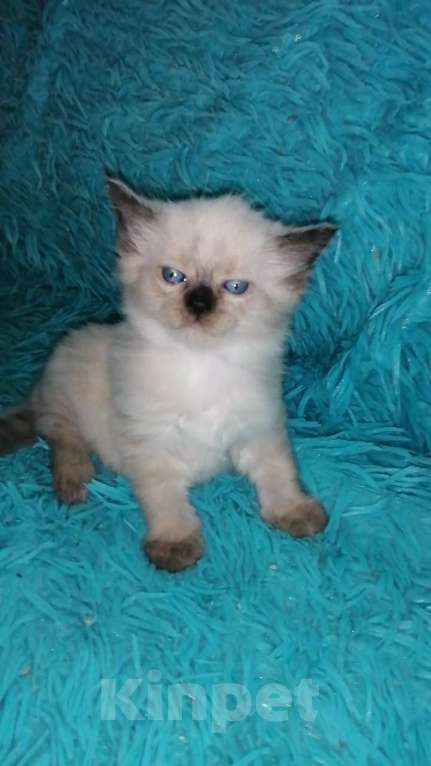 Кошки в Москве: Шотландские котята хайленд Мальчик, 10 000 руб. - фото 1