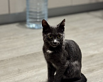 Кошки в Самаре: Найден домашний котенок Мальчик, Бесплатно - фото 3