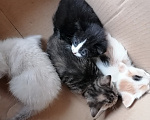 Кошки в Рассказово: Котята в добрые руки Мальчик, Бесплатно - фото 10