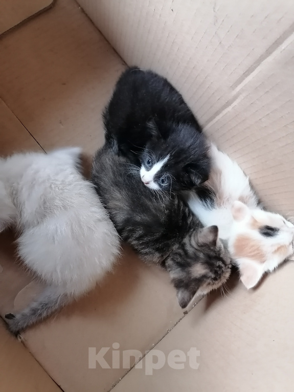 Кошки в Рассказово: Котята в добрые руки Мальчик, Бесплатно - фото 10