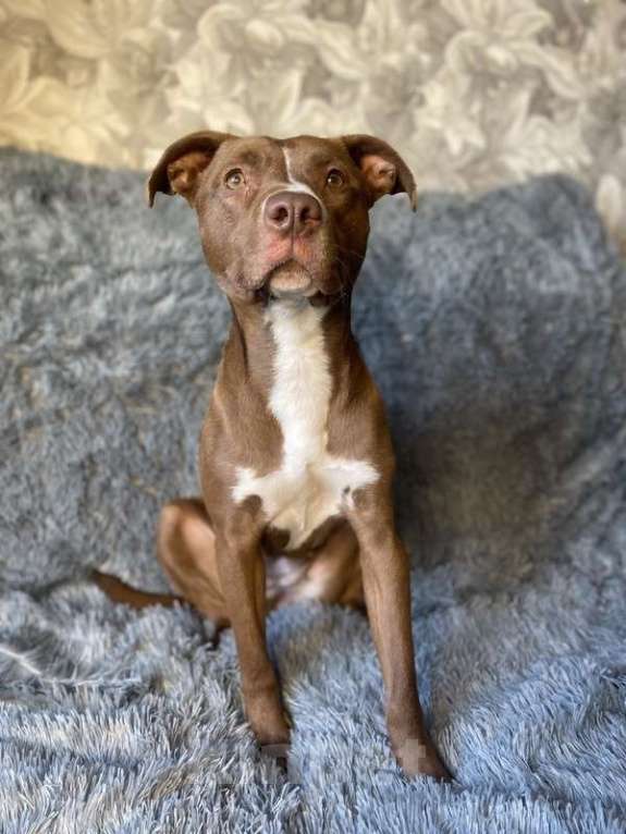 Собаки в Москве: Шоколадный щенок питбуля Миса в добрые руки Девочка, 1 руб. - фото 5