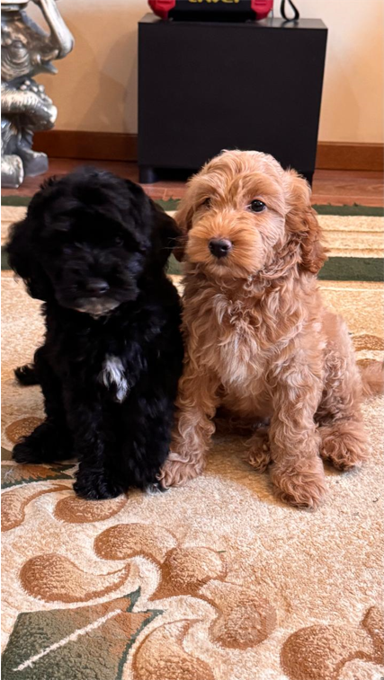 Собаки в Лабинске: Продаю щенят пуделя Мальчик, 30 000 руб. - фото 7