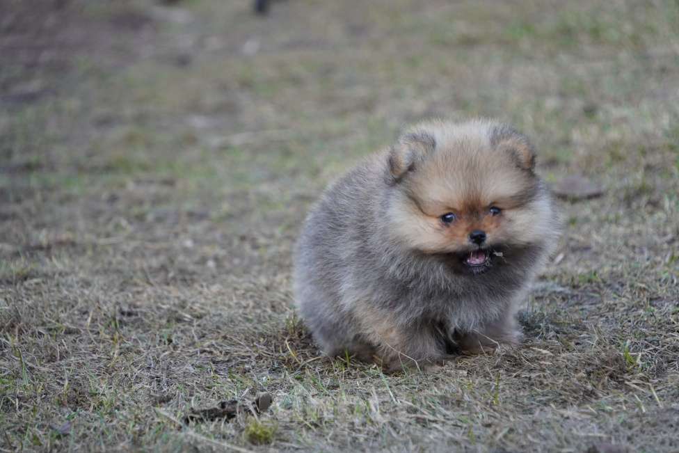Собаки в Москве: Померанский шпиц Мальчик, 50 000 руб. - фото 2
