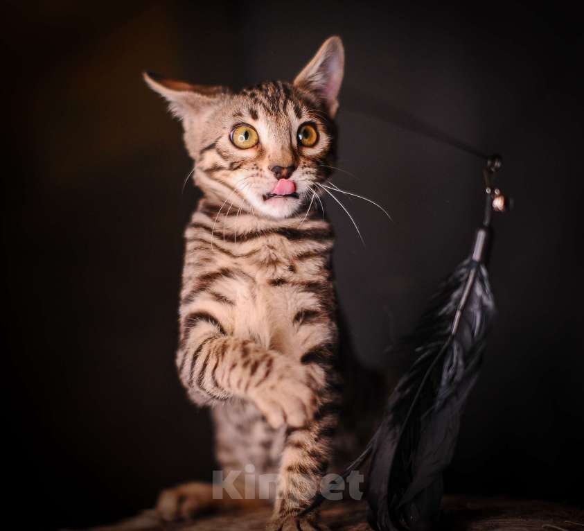 Кошки в Москве: Бенгальский котенок смешной и умный Мальчик, Бесплатно - фото 1