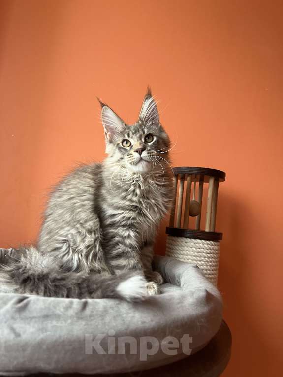 Кошки в Екатеринбурге: Мощный КотЭ Мальчик, 50 000 руб. - фото 2