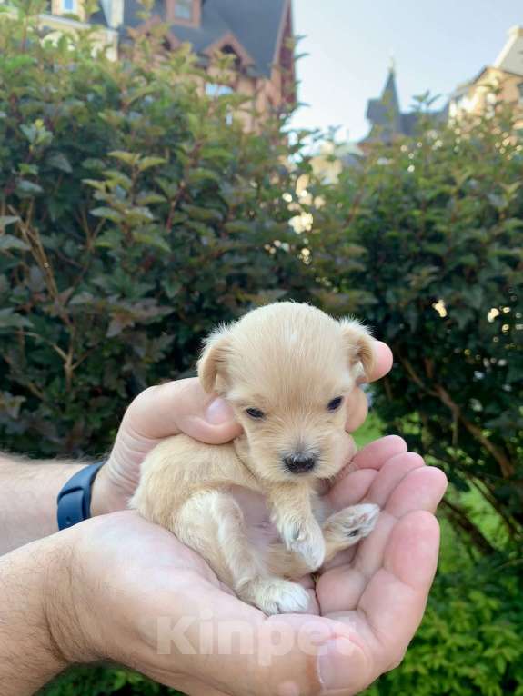 Собаки в Москве: Шикарные щенки  Мальтипу Мальчик, 190 000 руб. - фото 3