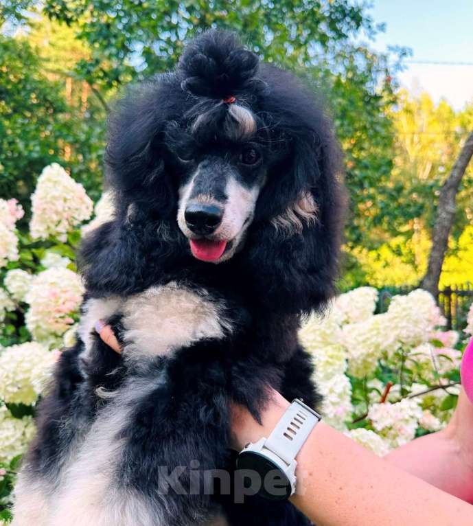 Собаки в Москве: Подрощенный кобелек, красавчик черно-подпалого окраса Мальчик, Бесплатно - фото 4