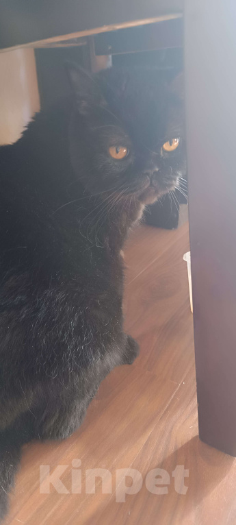 Кошки в Владивостоке: Принц Пупырка в добрые руки)  Мальчик, Бесплатно - фото 2