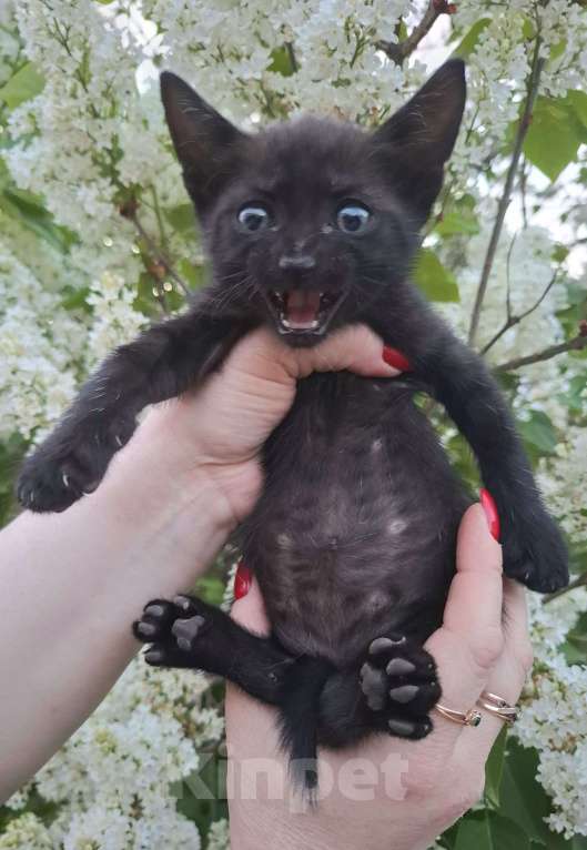 Кошки в Москве: Чёрный котёнок в добрые руки Мальчик, Бесплатно - фото 3