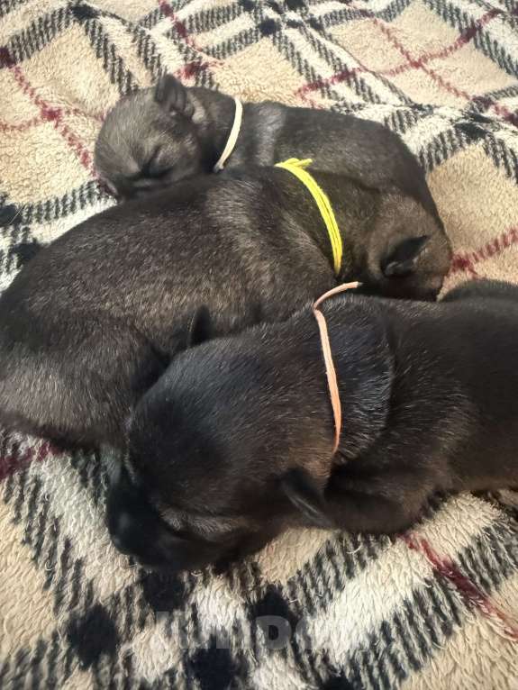 Собаки в Владимире: Мальчики Мальчик, 50 000 руб. - фото 2