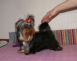 Собаки в Королеве: Йорк мини девочка Девочка, 90 000 руб. - фото 3