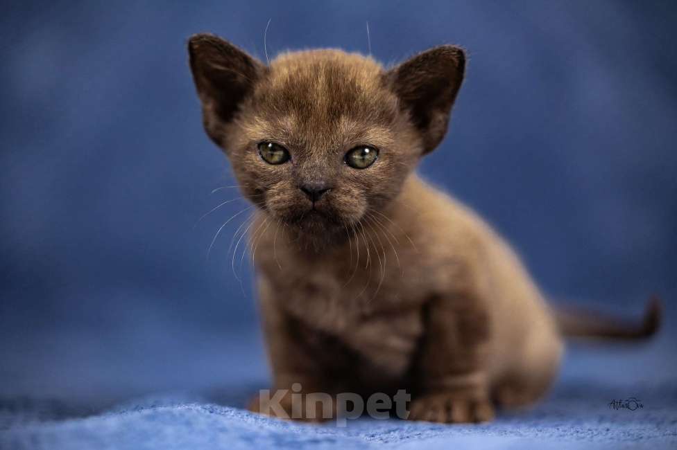 Кошки в Москве: Бурманские котята Мальчик, 130 000 руб. - фото 2