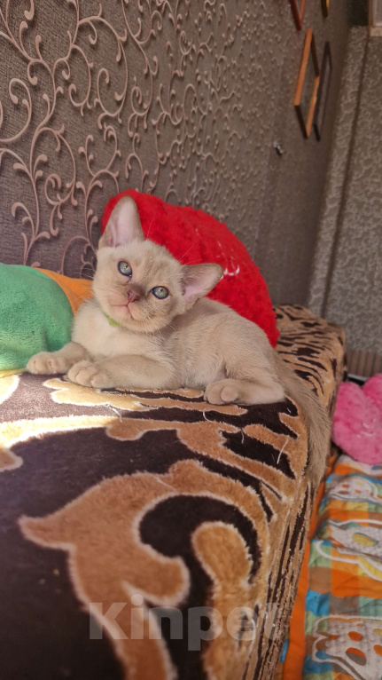 Кошки в Санкт-Петербурге: Бурманские котята Девочка, 50 000 руб. - фото 5