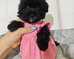 Собаки в Москве: Мальтипу девочка black 🖤 baby face Девочка, 135 000 руб. - фото 1