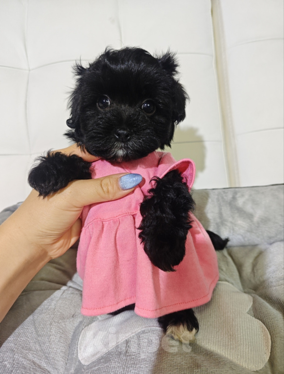 Собаки в Москве: Мальтипу девочка black 🖤 baby face Девочка, 135 000 руб. - фото 1