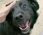 Собаки в Уфе:   Собака в добрые руки: ищем дом для Беллы!  Девочка, Бесплатно - фото 1