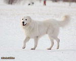 Собаки в Красноярске: Вязка, 35 000 руб. - фото 5