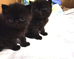 Кошки в Собинке: Котята-Экзоты, 6 500 руб. - фото 4