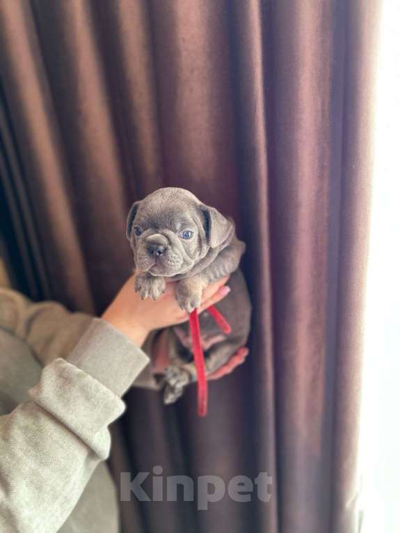 Собаки в Нижнем Новгороде: Ищем ответственных родителей Мальчик, 50 000 руб. - фото 4