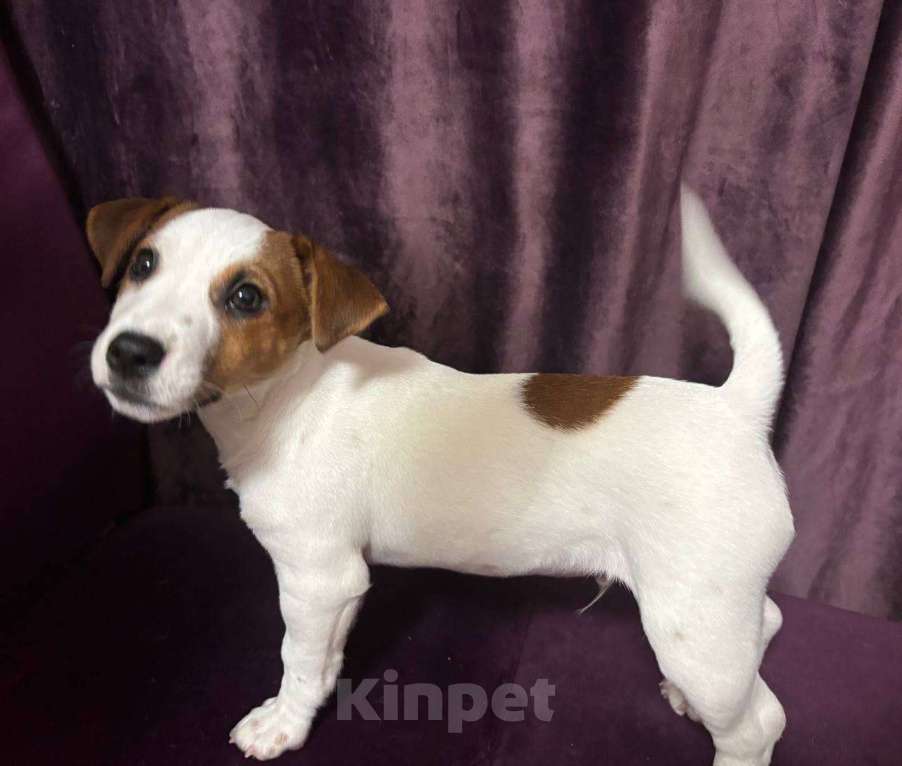 Собаки в Нижнем Новгороде: Продам щенка джек-рассел Мальчик, 25 000 руб. - фото 3