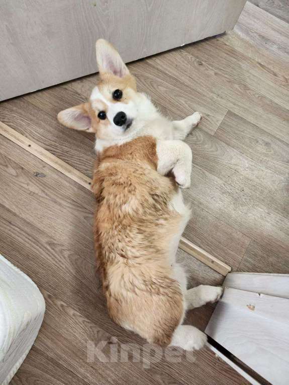 Собаки в Уфе: Вельш-корги пемброк девочка 5 мес Девочка, 45 000 руб. - фото 5