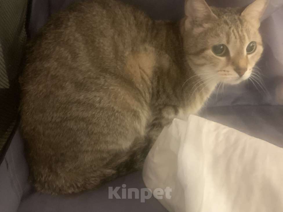 Кошки в Тюмени: В добрые руки Девочка, Бесплатно - фото 1