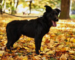 Собаки в Москве: Собаке нужен дом. Собака в добрые руки в Москве Мальчик, Бесплатно - фото 6