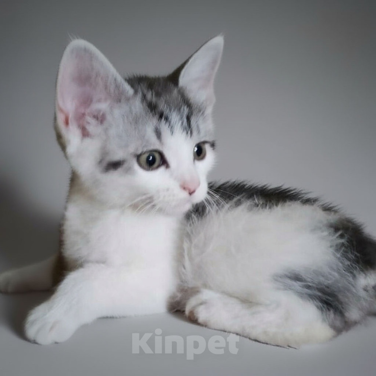Кошки в Москве: Два милых котенка в дар Разнополые, Бесплатно - фото 3