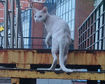 Кошки в Москве: Куркино, нашли кота, немного ранен, заберите кто нибудь на передержку Мальчик, Бесплатно - фото 1