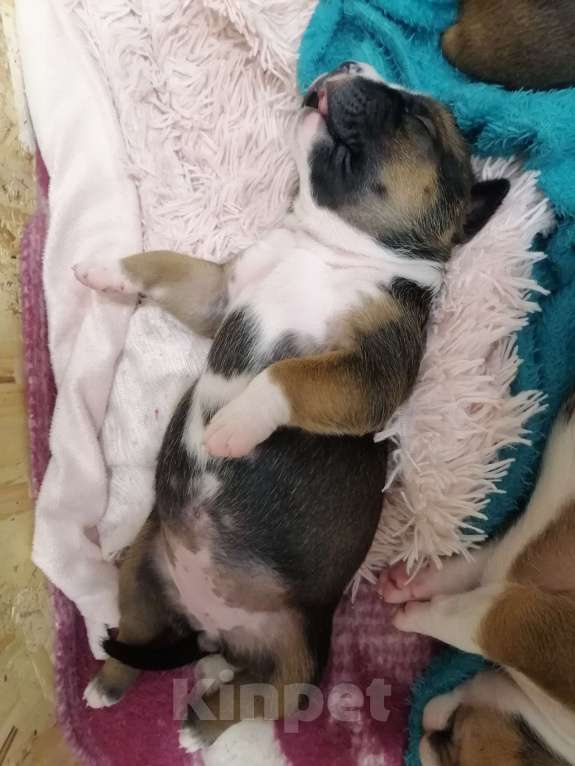 Собаки в Белгороде: Девочка американского стаффордширского терьера  Девочка, 80 000 руб. - фото 3