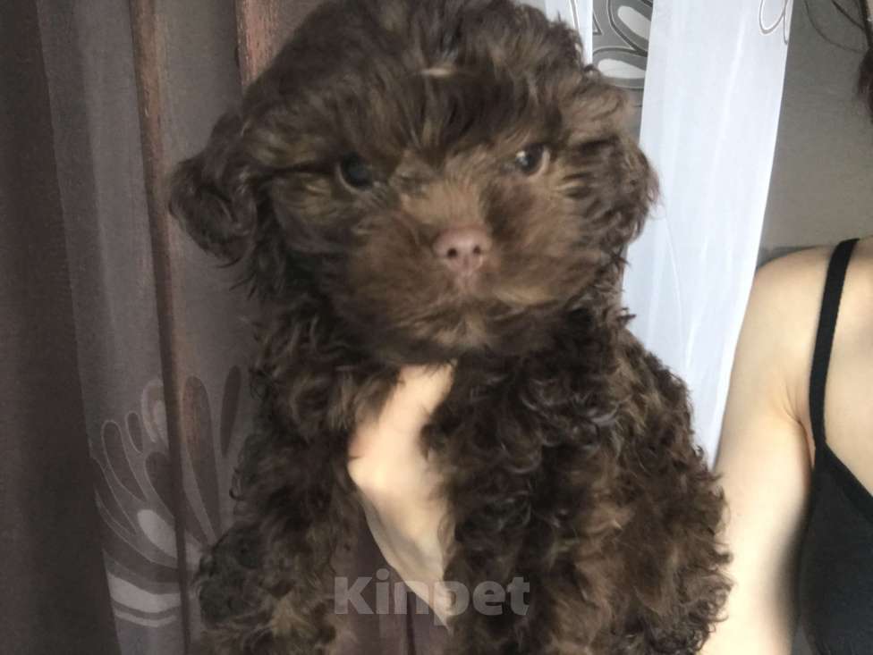 Собаки в Казани: Мальтипу f1 mini, щенок  Мальчик, 75 000 руб. - фото 5