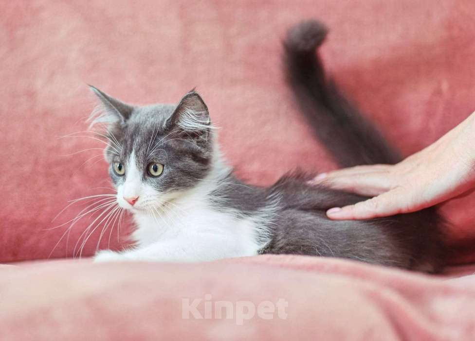 Кошки в Москве: котята в поисках дома Мальчик, Бесплатно - фото 2